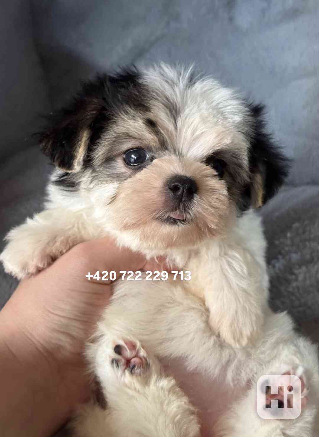 Maltipoo Morkie, 2,5 měsíce boy male pejsek - foto 1