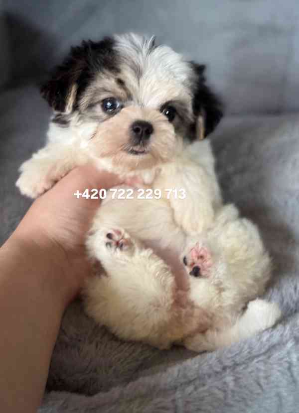 Maltipoo Morkie, 2,5 měsíce boy male pejsek - foto 2