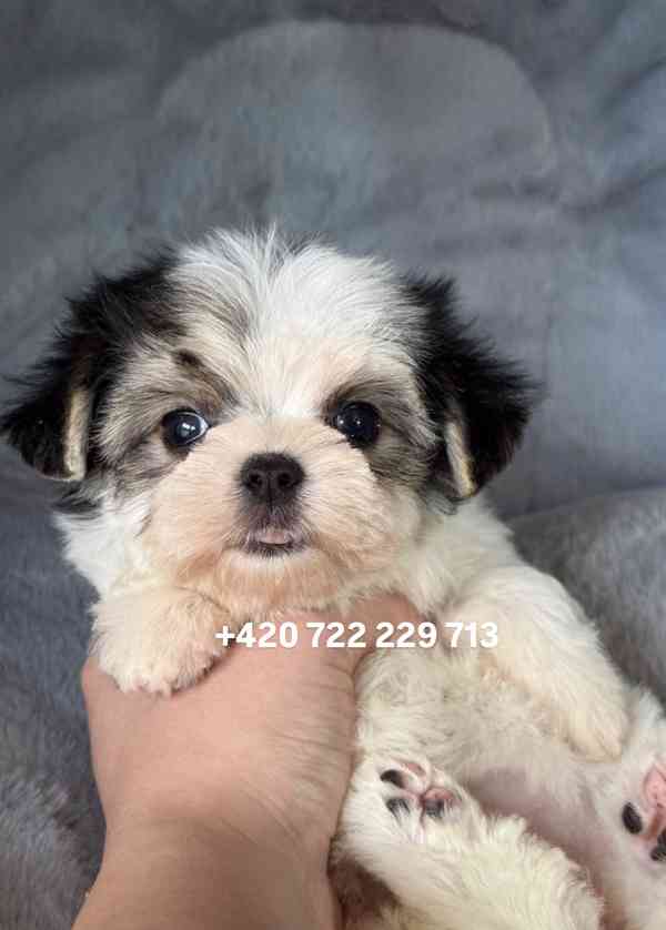 Maltipoo Morkie, 2,5 měsíce boy male pejsek - foto 4