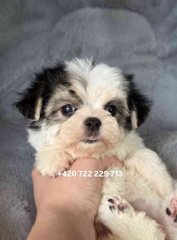 Maltipoo Morkie, 2,5 měsíce boy male pejsek - foto 5