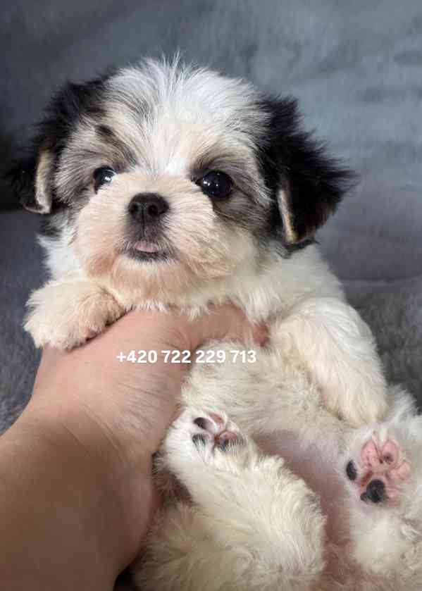 Maltipoo Morkie, 2,5 měsíce boy male pejsek - foto 3