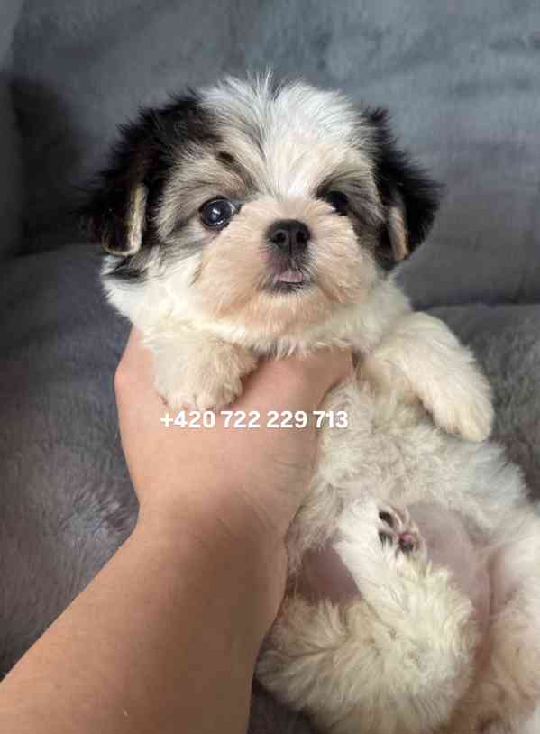 Maltipoo Morkie, 2,5 měsíce boy male pejsek - foto 6