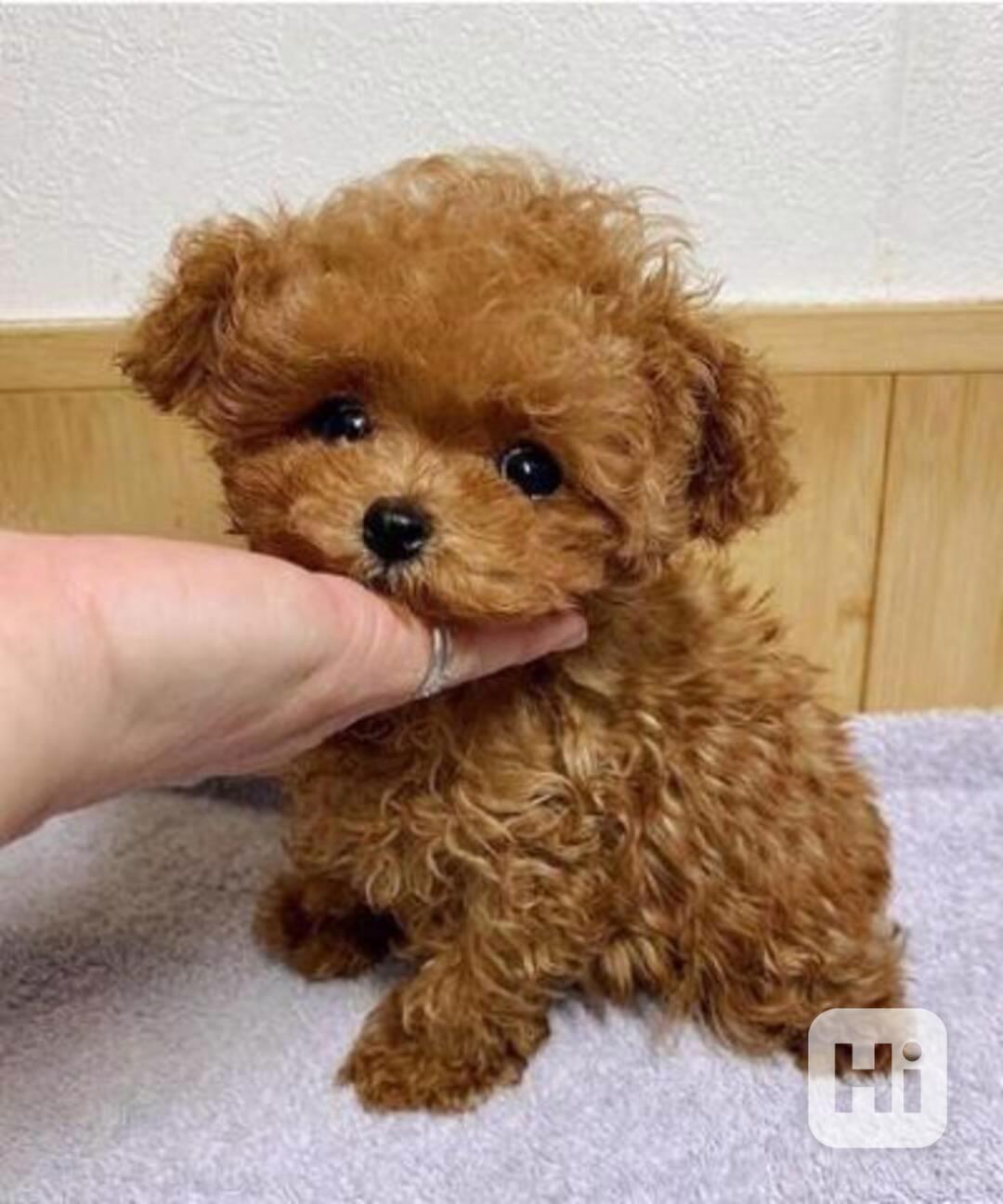 Roztomilá štěňata pudla k adopci - foto 1