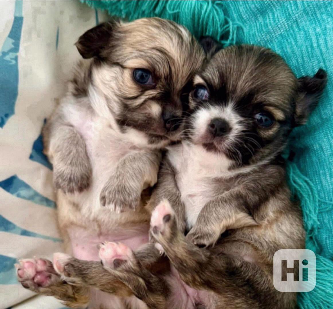 Štěňata dlouhosrstých čivav k adopci. - foto 1