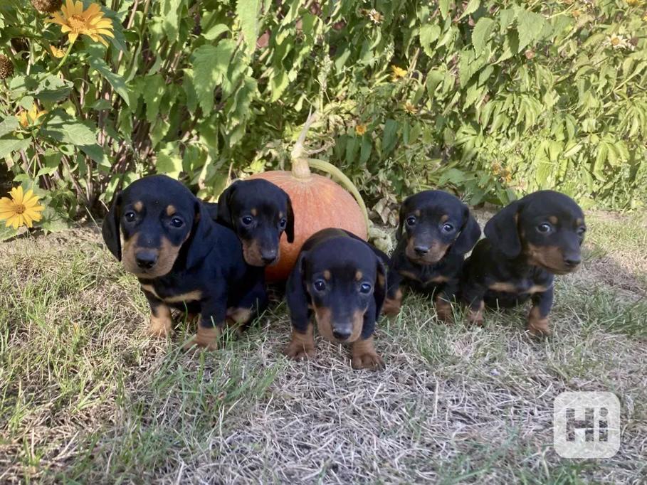 Jezevčík hladkosrstý trpasličí  - foto 1