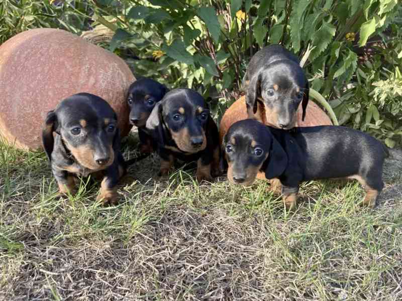 Jezevčík hladkosrstý trpasličí  - foto 2