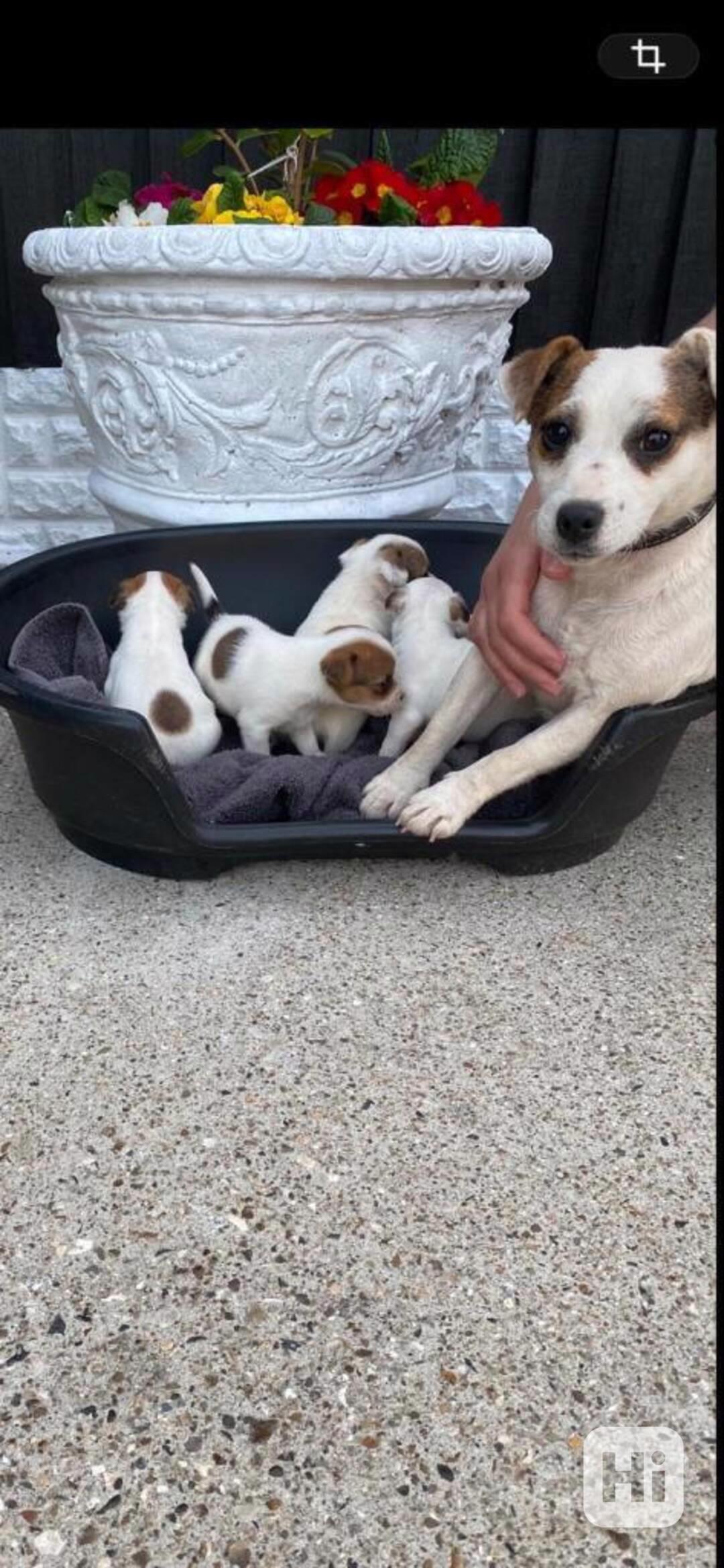 Jack Russel teriér s PP, vrh - foto 1