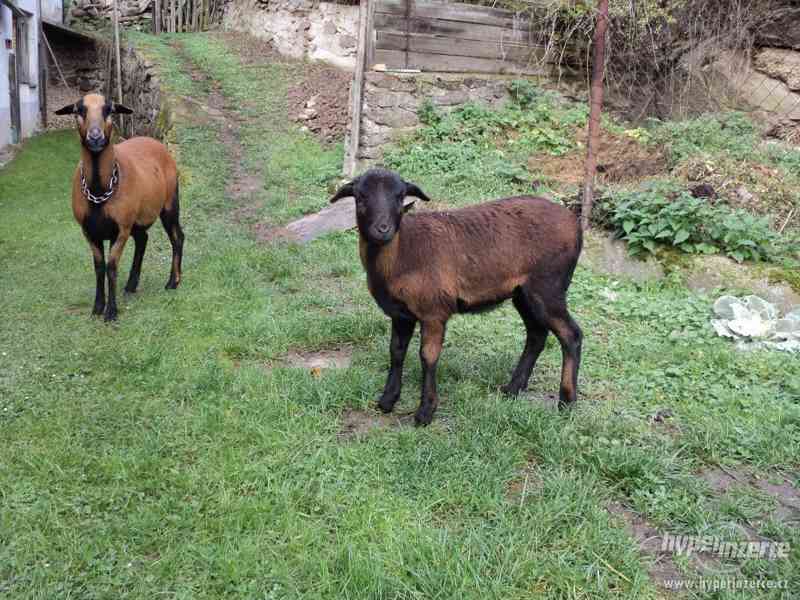 Kamerunské ovce - foto 2