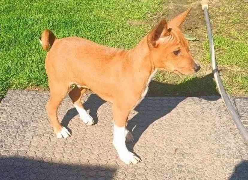 Basenji - prodám štěňata bez pp - foto 4