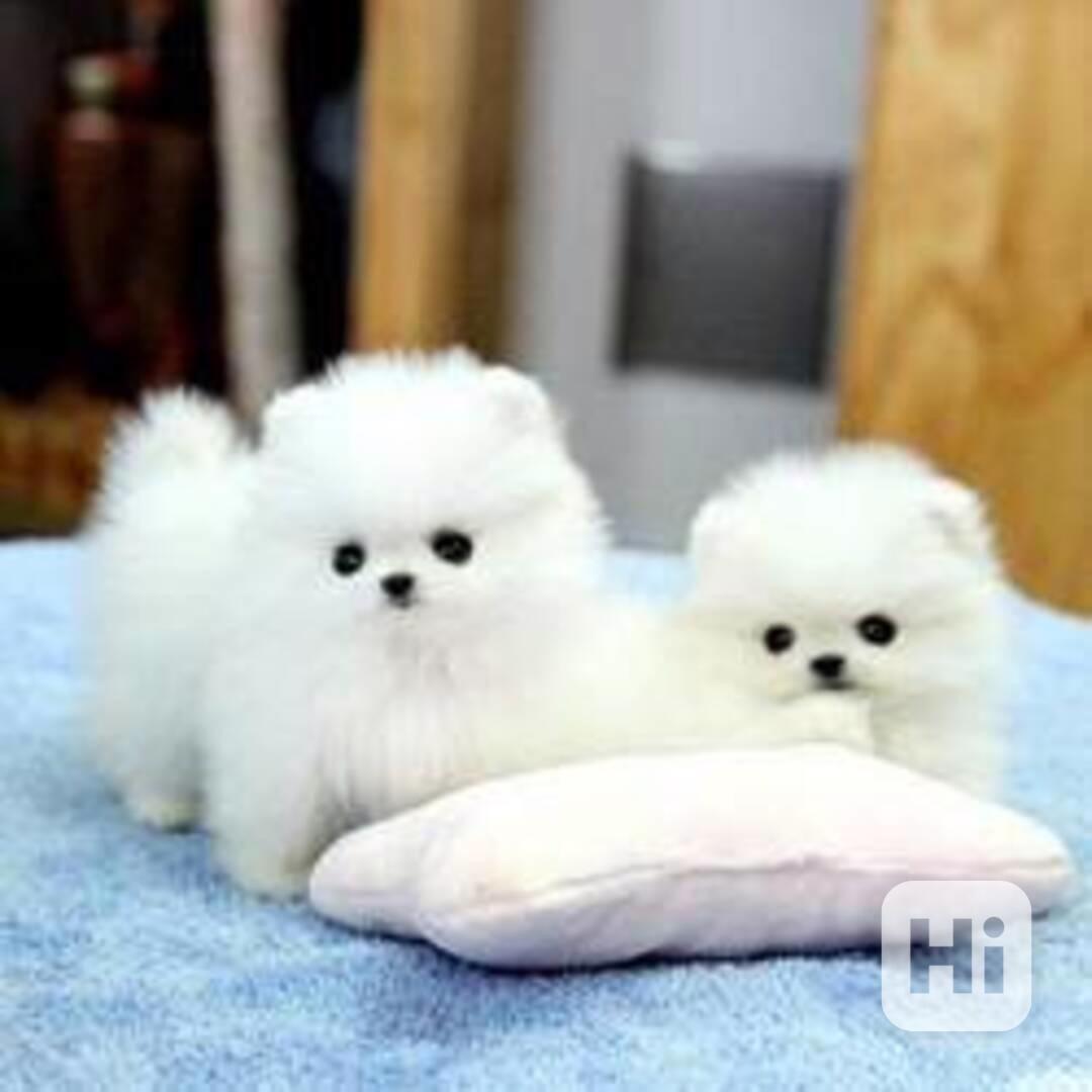 POmeranian s pp - foto 1
