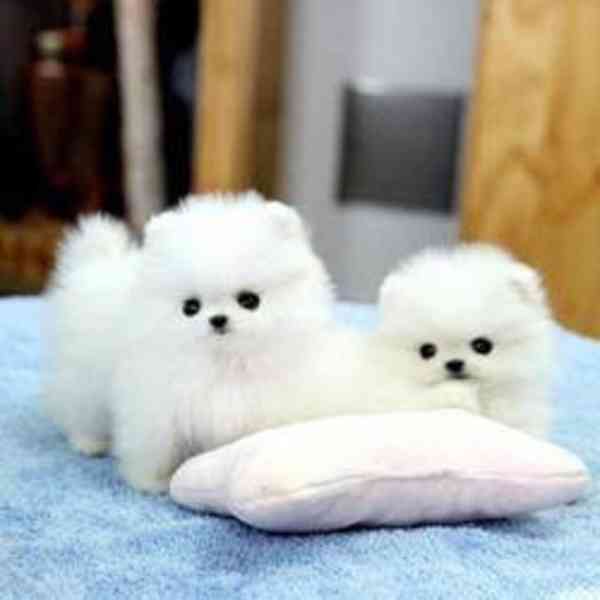 POmeranian s pp - foto 1