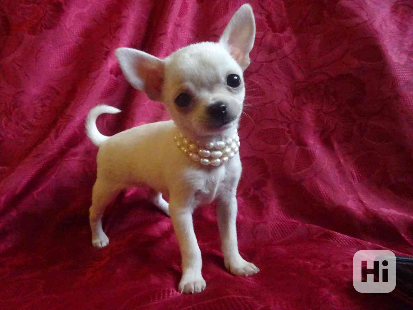 Nabízím štěňátko čivava bez PP, fenečka krátkosrstá. - foto 1