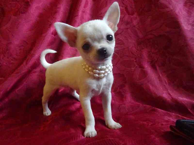 Nabízím štěňátko čivava bez PP, fenečka krátkosrstá. - foto 1