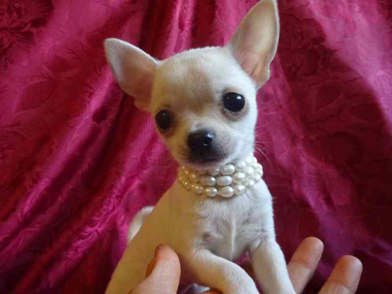 Nabízím štěňátko čivava bez PP, fenečka krátkosrstá. - foto 4