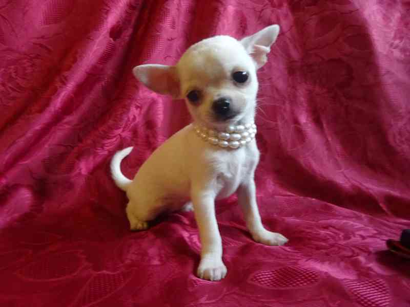 Nabízím štěňátko čivava bez PP, fenečka krátkosrstá. - foto 2