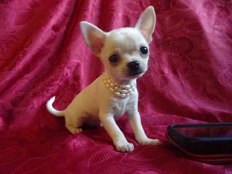 Nabízím štěňátko čivava bez PP, fenečka krátkosrstá. - foto 3