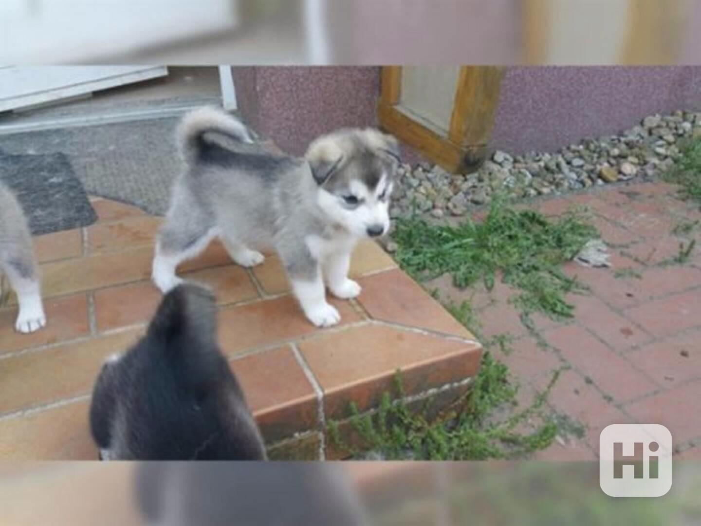 Sibiřská husky štěňátka bez PP - foto 1