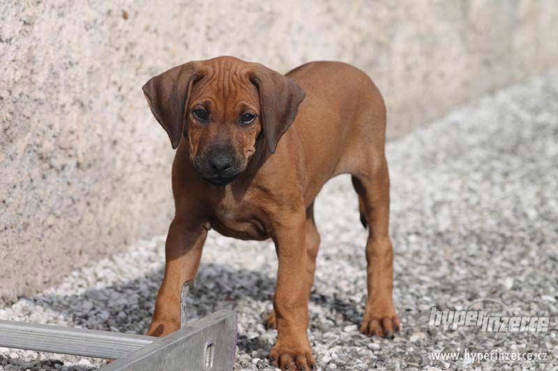 Rhodesian Ridgeback – štěňata s PP - foto 1