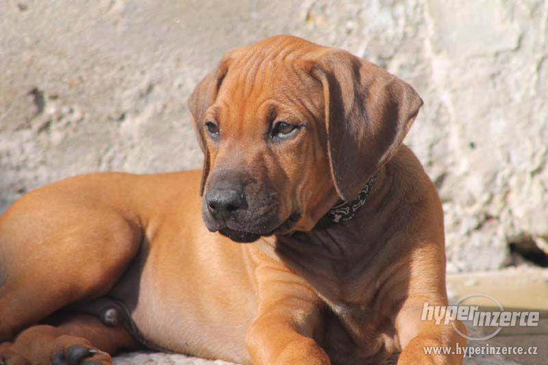 Rhodesian Ridgeback – štěňata s PP - foto 2