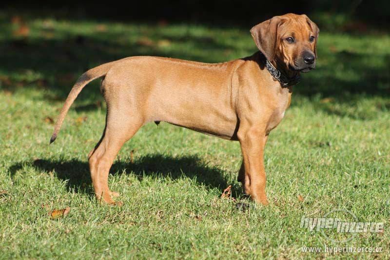 Rhodesian Ridgeback – štěňata s PP - foto 3