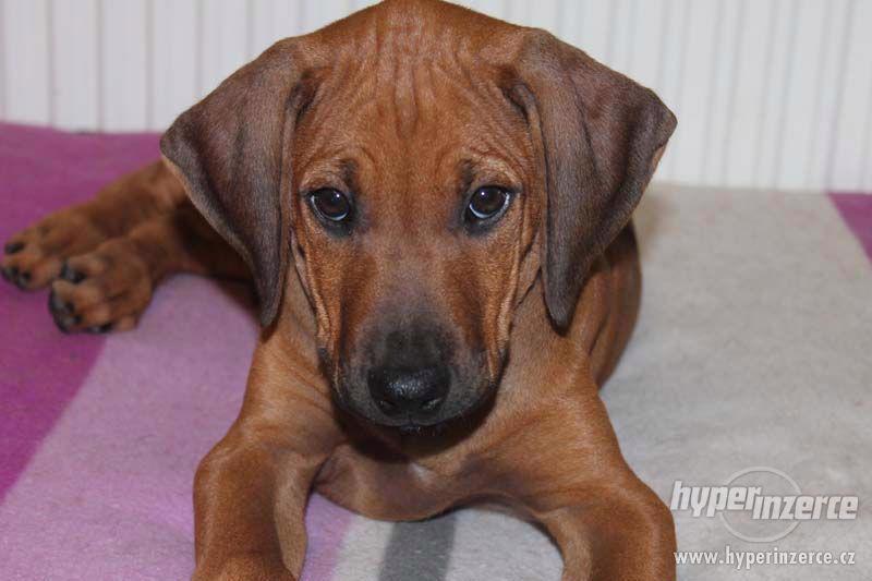 Rhodesian Ridgeback – štěňata s PP - foto 4