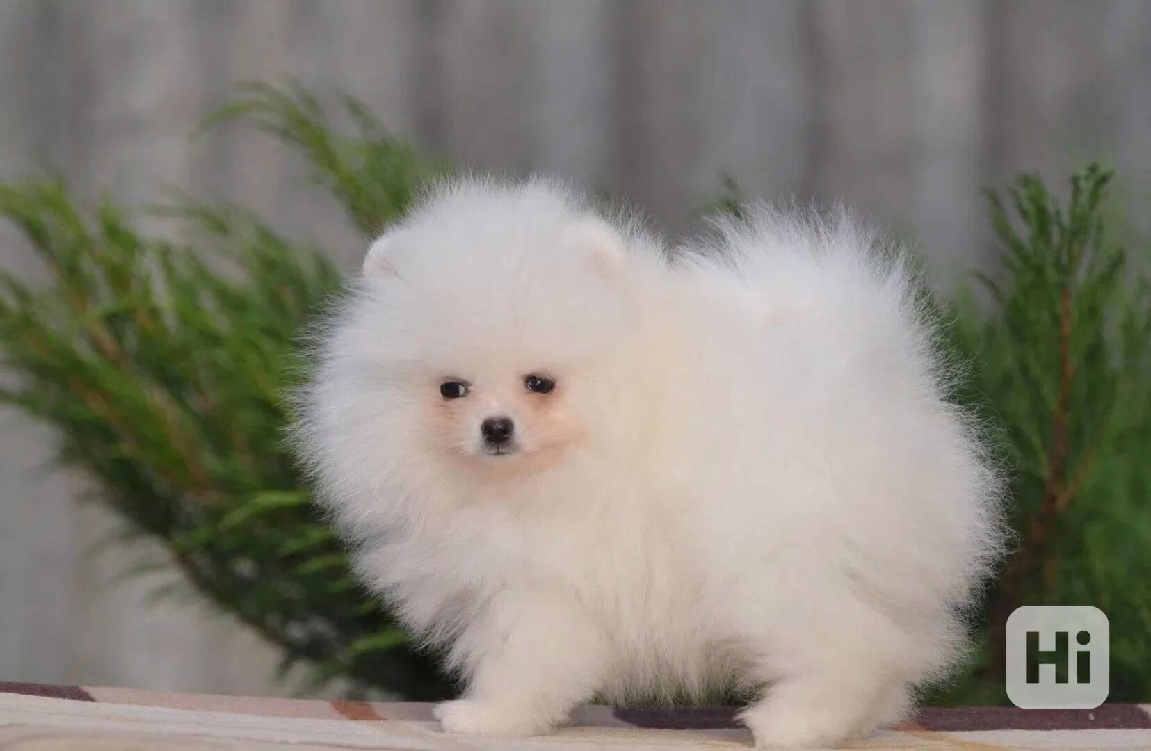 Pomeranian mini - foto 1