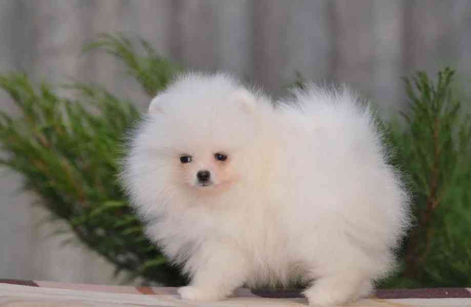 Pomeranian mini