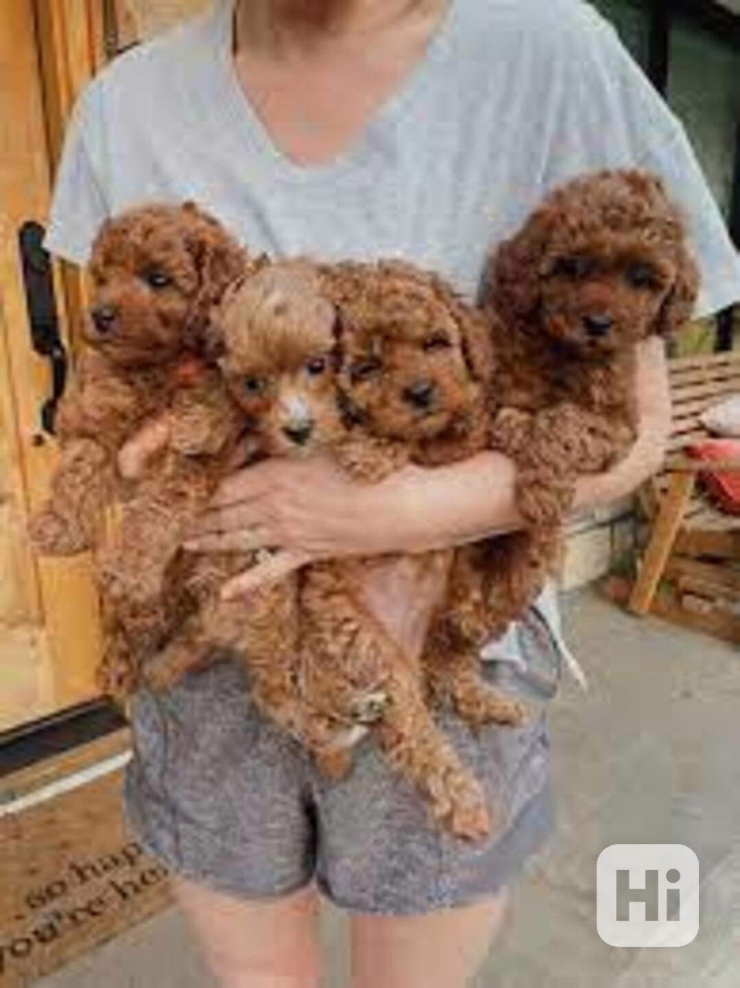 Štěňata toy pudla k dispozici. - foto 1