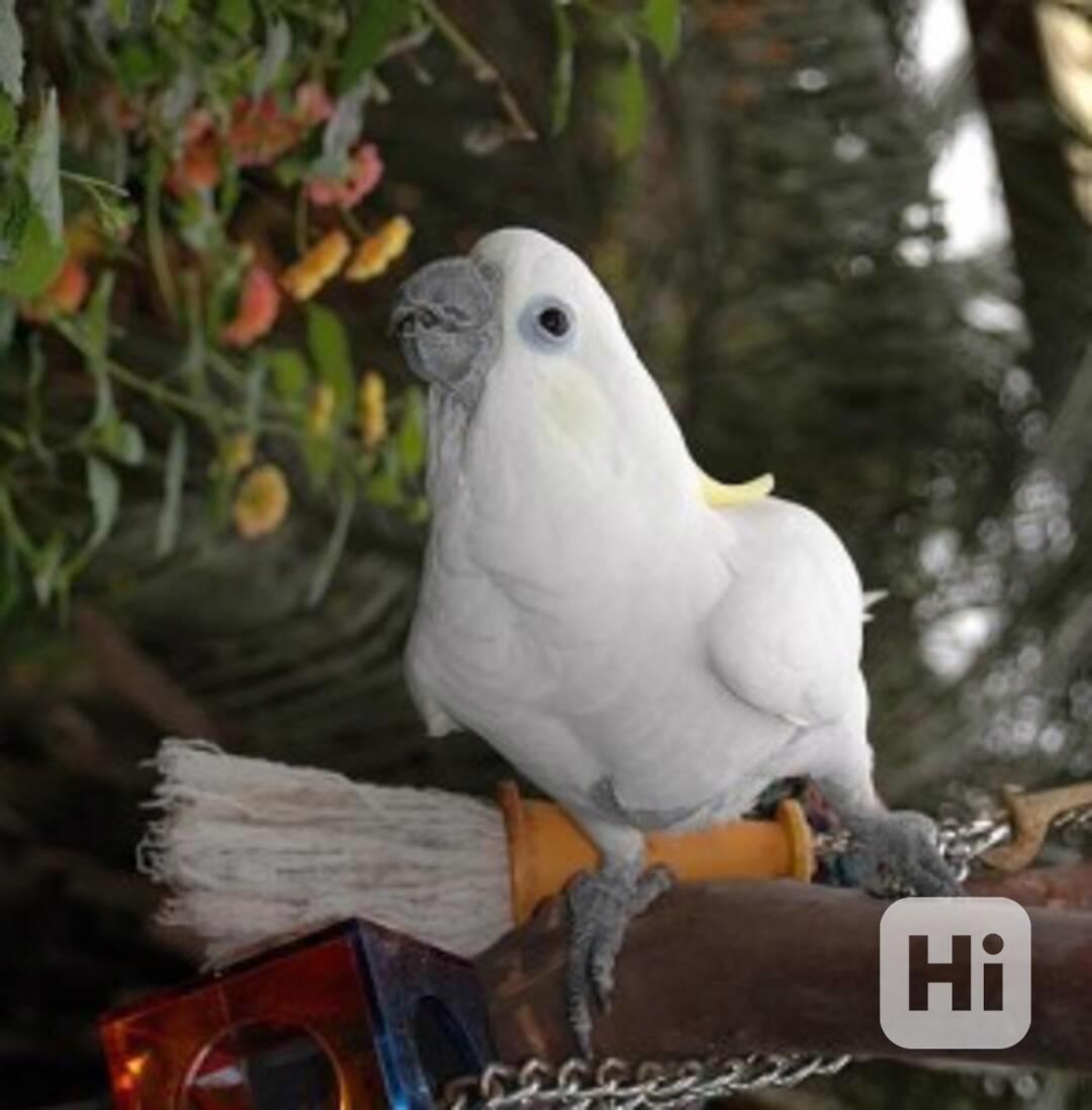 Dobře vycvičený samec a samice dvouletého kakadu deštníkovéh - foto 1