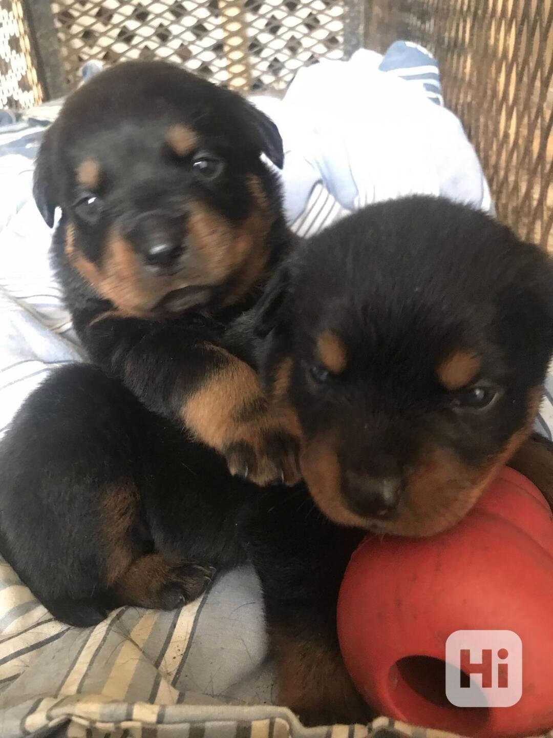  Dárek štěňata rotvajlera k adopci zdarma   - foto 1