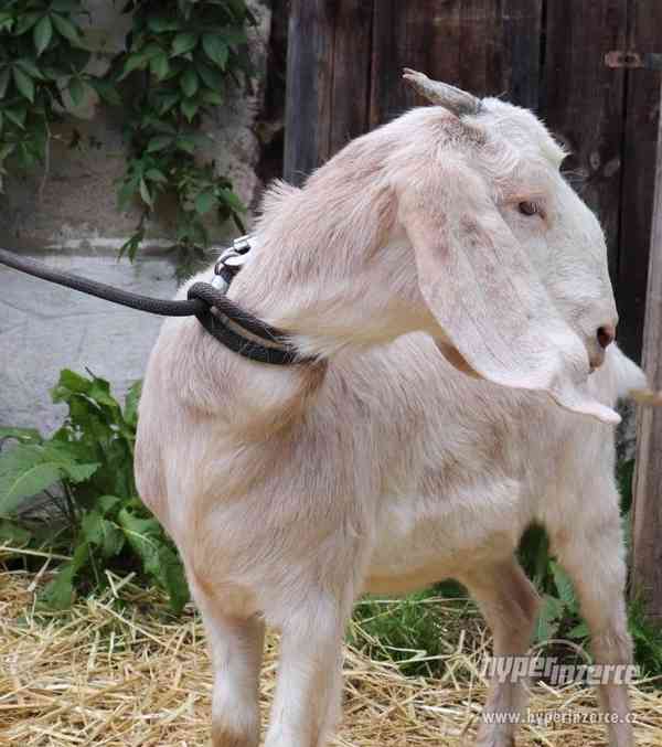 100% Anglonubijská koza na prodej - foto 1