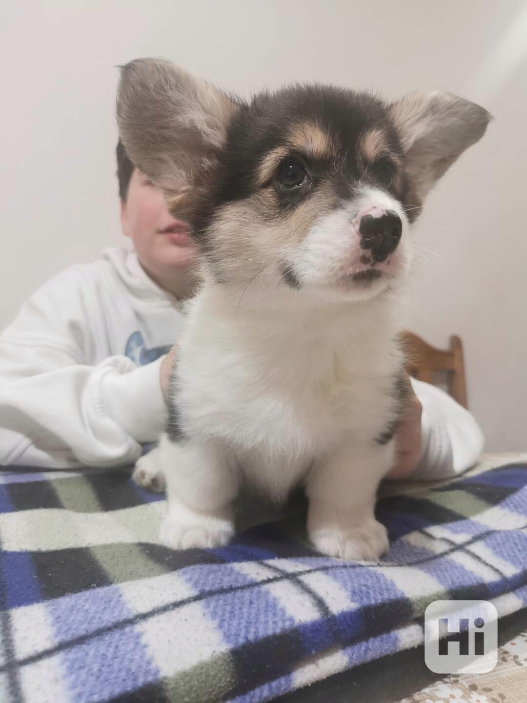 Welsh corgi pembroke - štěně - foto 1