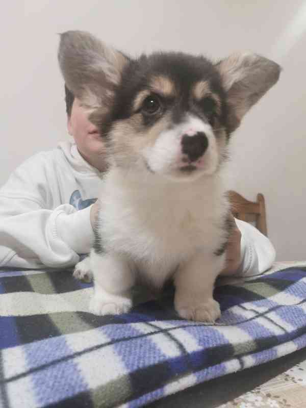 Welsh corgi pembroke - štěně - foto 4