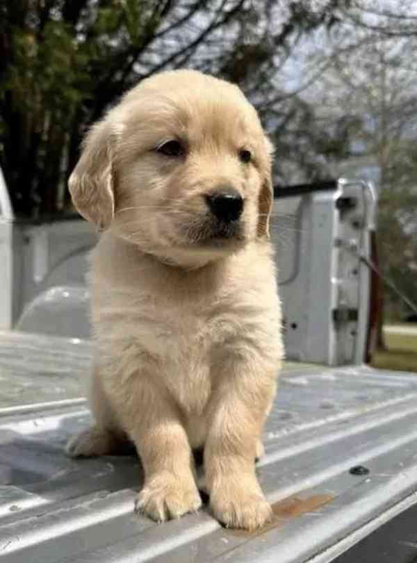 Štěňata zlatého retrívra hledají domov - foto 1