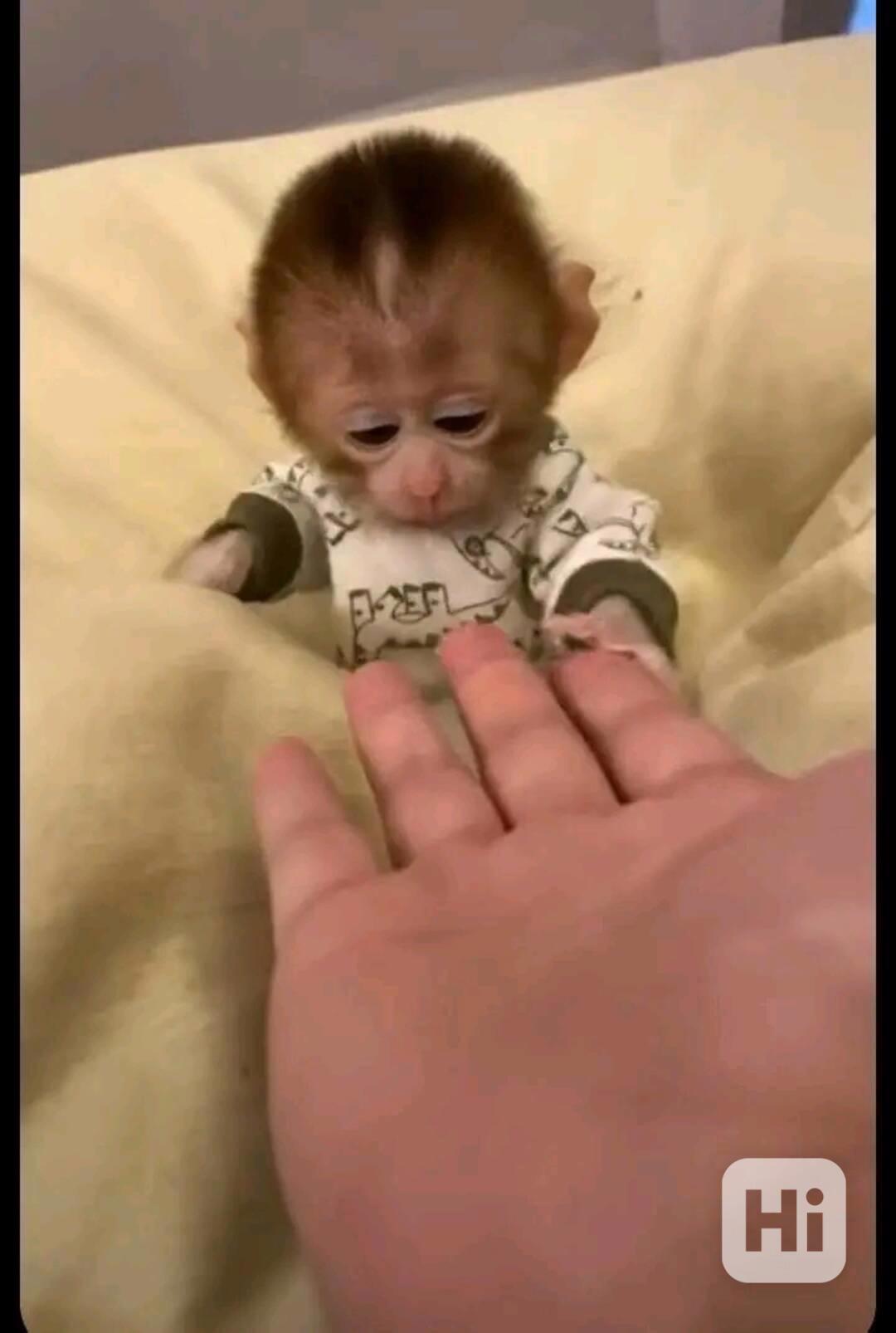  Sladké milující srdce kapucína - foto 1