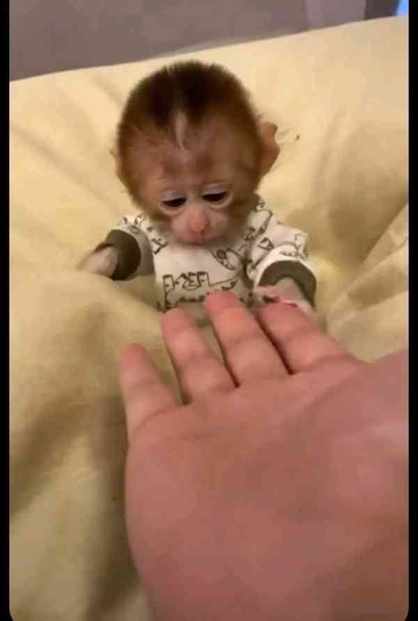  Sladké milující srdce kapucína