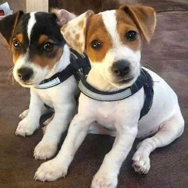 Štěňata JRT s PP - foto 1