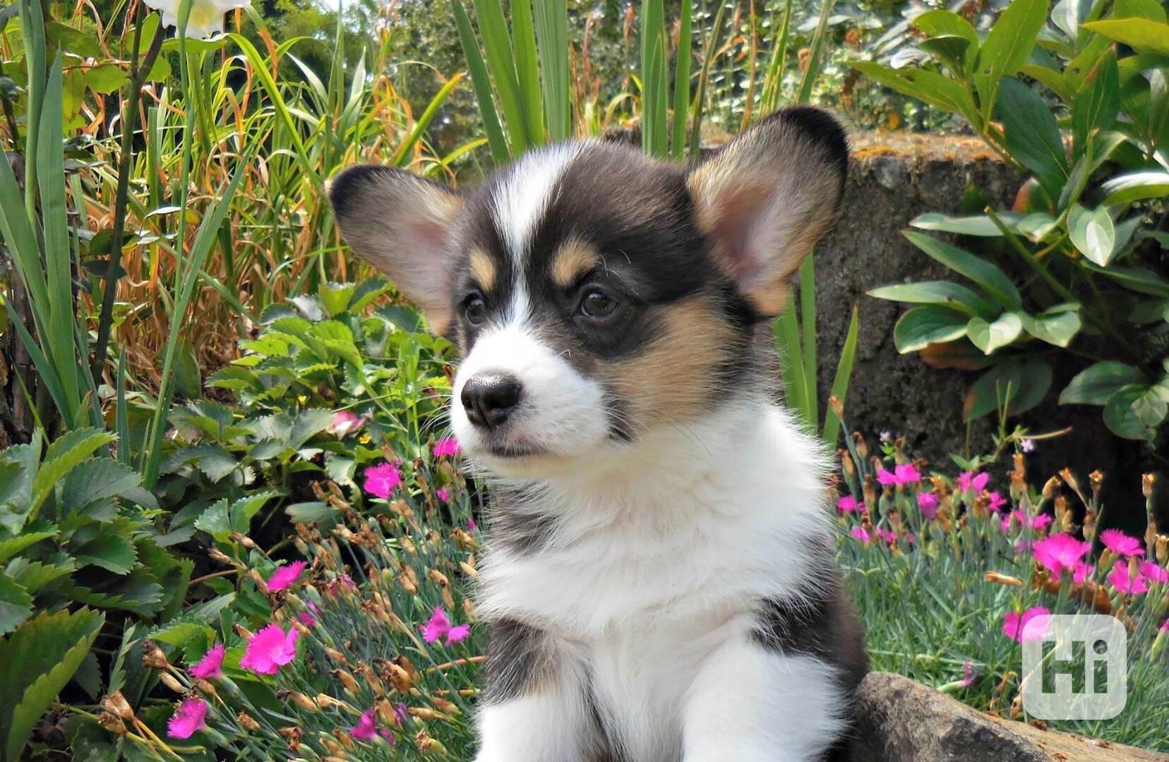 Pembroke Welsh Corgi Puppies AVAILABLE - foto 1