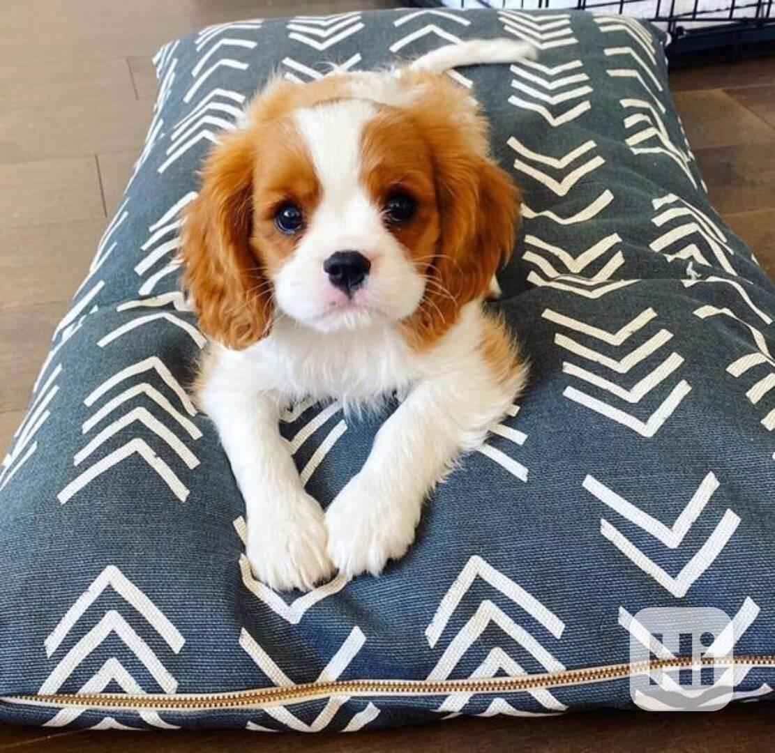 Zdarma Nádherná štěňata kavalíra King charles španěl   - foto 1