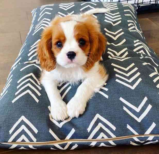 Zdarma Nádherná štěňata kavalíra King charles španěl   - foto 1