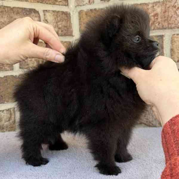 istokrevný pomeranian! - foto 2