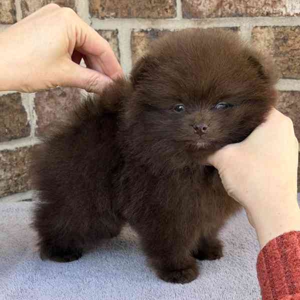 istokrevný pomeranian! - foto 3