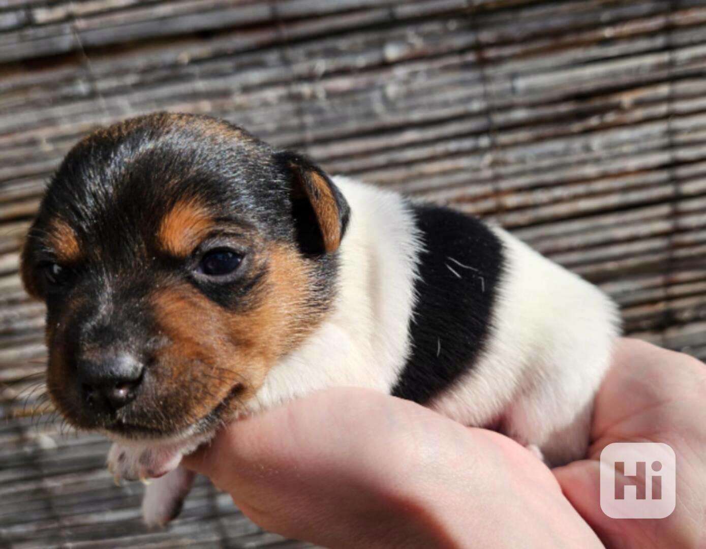 Jack Russell - štěňata - foto 1