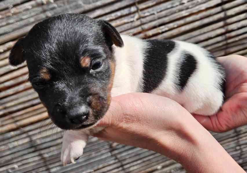 Jack Russell - štěňata - foto 4