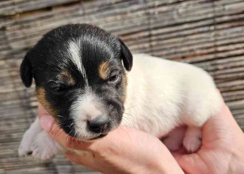Jack Russell - štěňata - foto 3