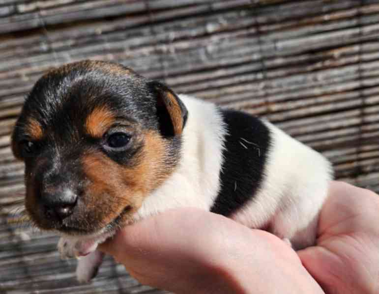Jack Russell - štěňata - foto 1