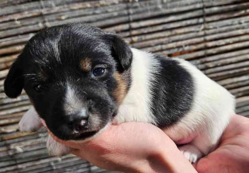 Jack Russell - štěňata - foto 2