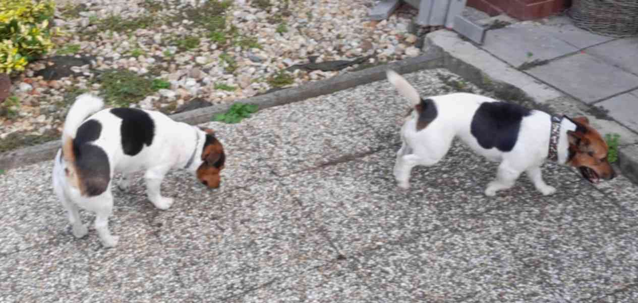 Jack Russell - štěňata - foto 8
