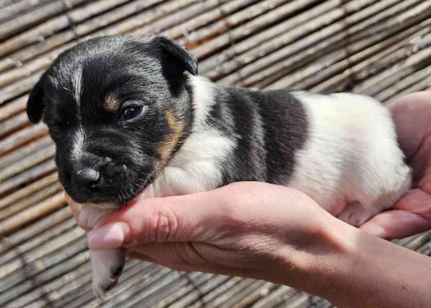 Jack Russell - štěňata - foto 6
