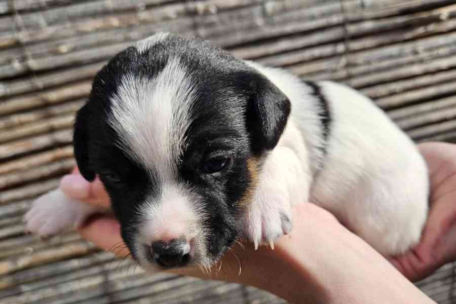 Jack Russell - štěňata - foto 5